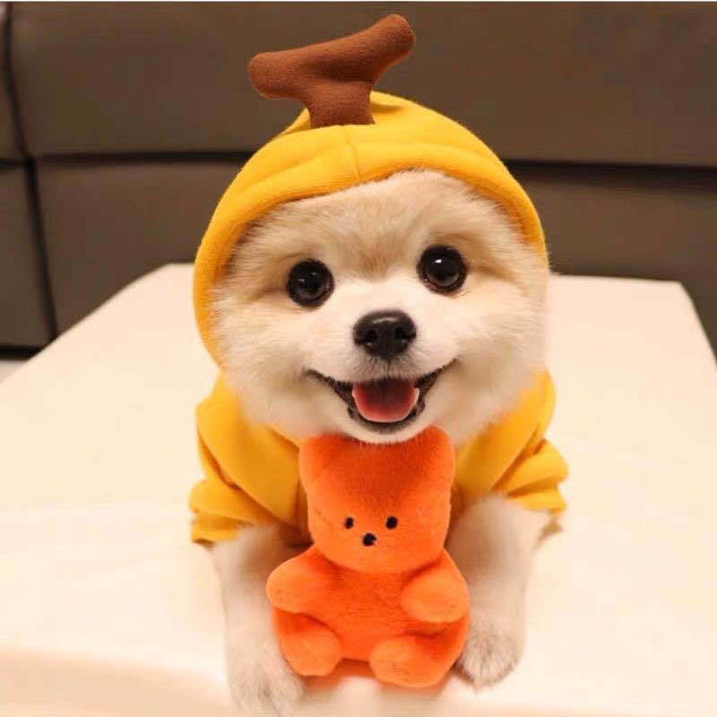 Small dog wearing a fruit fleece hoodie