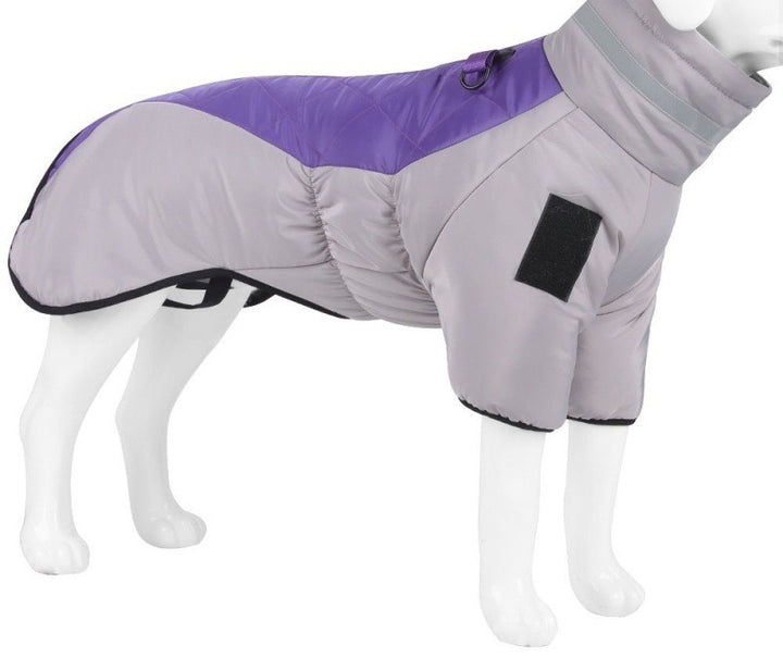 Large dog in padded winter coat