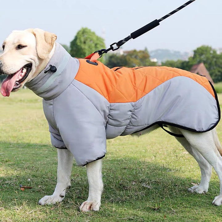 Large dog in padded winter coat